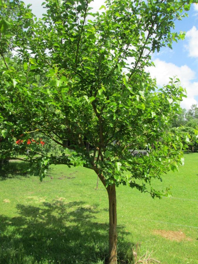 Florennes Gite Neuf 150 M2 Devant Un Grand Lac Prive De 2 Hectares Poissonneux Au Milieu Des Bois エクステリア 写真